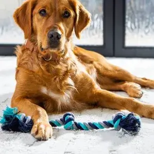 Dog on carpet | Bodamer Brothers Flooring