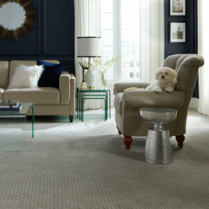 Puppy on couch | Bodamer Brothers Flooring